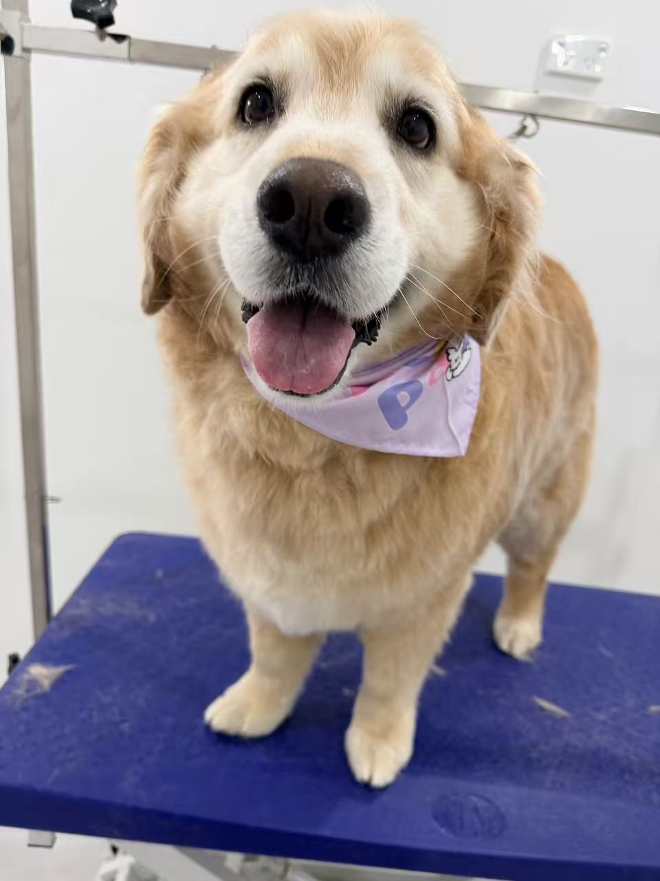 Hello Paw Pet Grooming | next BWS, 72A Pine St, Rydalmere NSW 2116, Australia | Phone: 0478 299 966