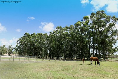 Thistle Park Equestrian | 392 Henderson Rd, Hopeland WA 6125, Australia | Phone: 0432 828 150