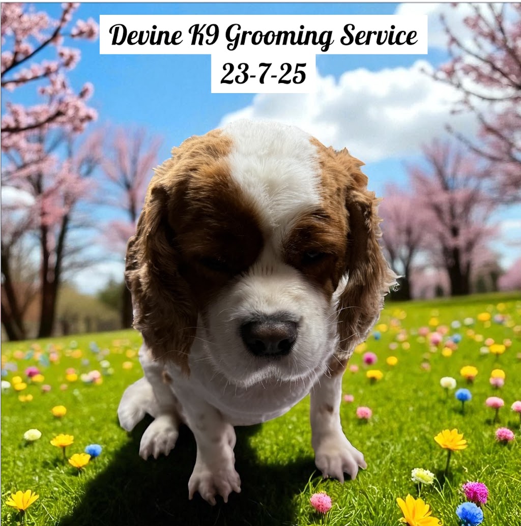 Devine K9 Grooming Service | 22 Crawford Ave, Tenambit NSW 2323, Australia | Phone: 0408 166 002