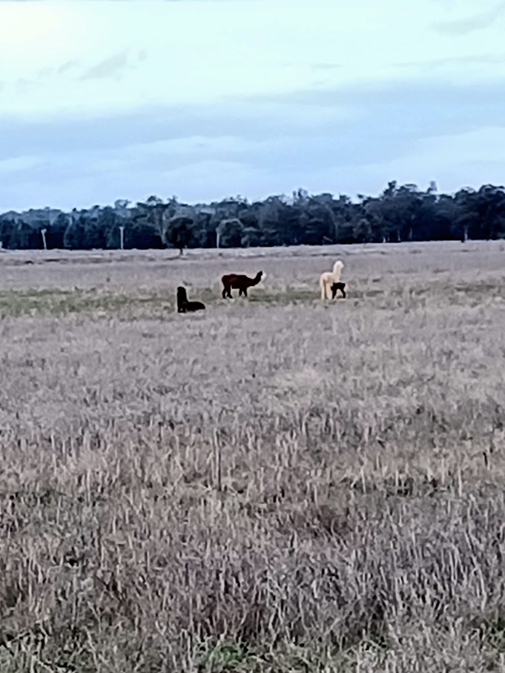 Breelong Valley | 4397 Castlereagh Hwy, Breelong NSW 2827, Australia | Phone: 0438 085 160