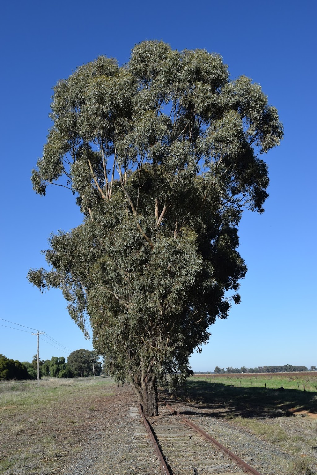 Katunga Bushland Reserve | Katunga VIC 3640, Australia