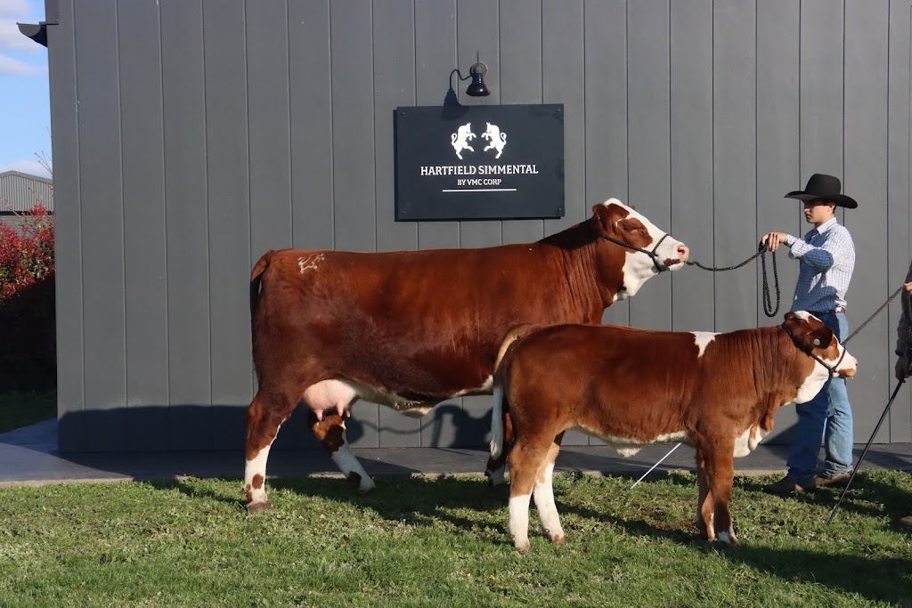 Hartfield Simmental | 12211 Hume Hwy, Sutton Forest NSW 2577, Australia | Phone: 0424 426 224
