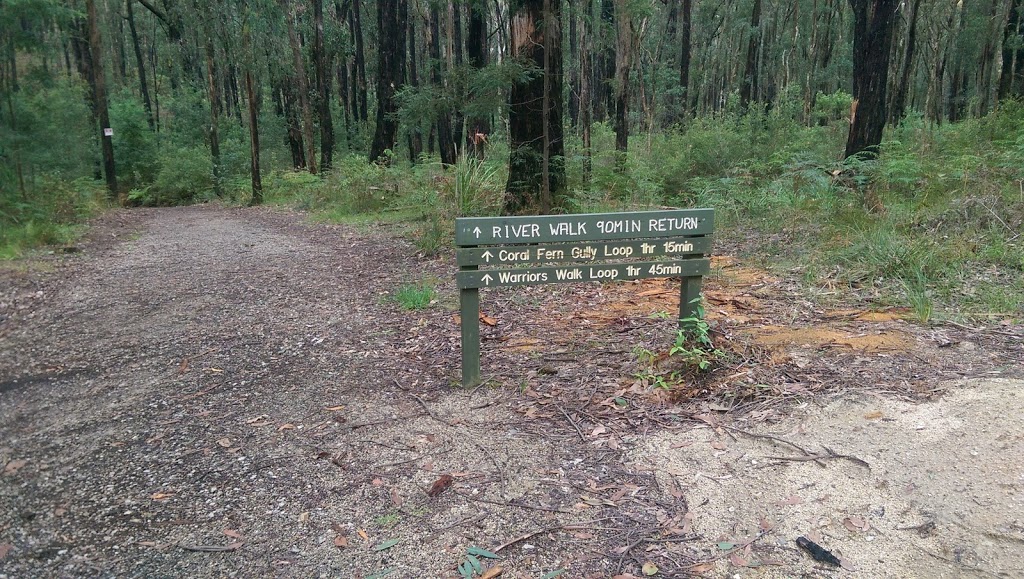 Lyrebird Forest Walk Carpark | Unnamed Road, Mirboo North VIC 3871, Australia