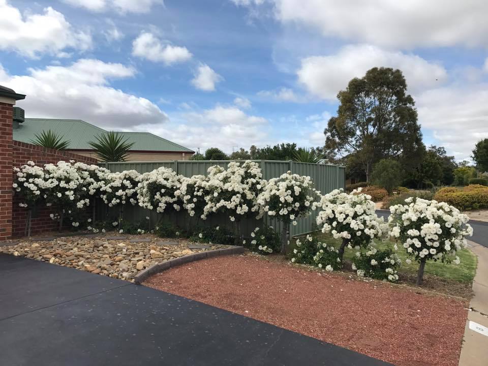 A to Z Lawn, Gardening & Home maintenance | general contractor | 5 Hero Ct, Echuca VIC 3564, Australia | 0428324481 OR +61 428 324 481
