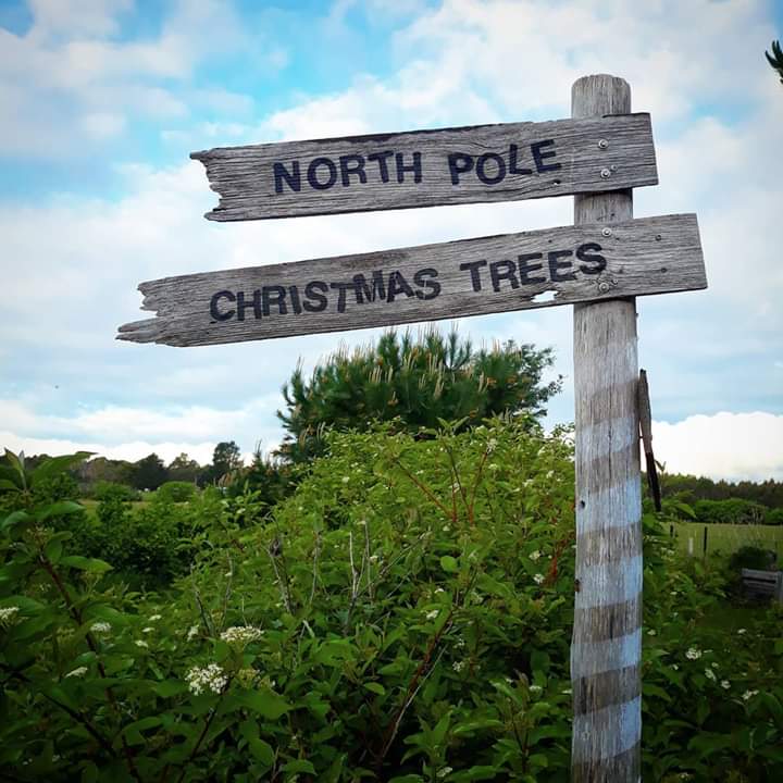 Killiecrankie Farm Christmas Trees | store | 228 Glengarry Rd, Glengarry TAS 7275, Australia