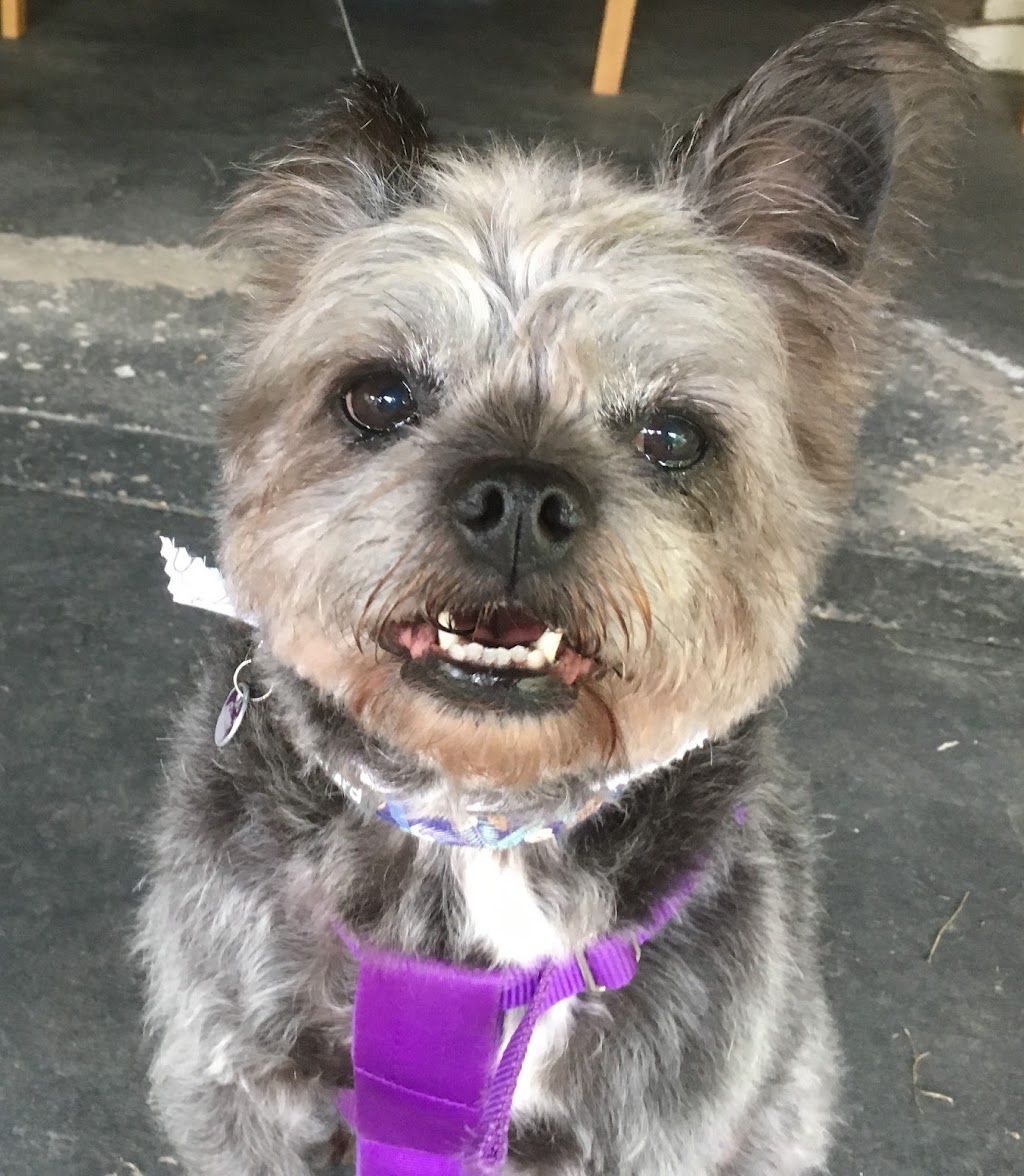 Fuzzy Pupz Dog Grooming | 161B The Round Dr, Avoca Beach NSW 2251, Australia | Phone: 0434 696 424 Fuzzy Pupz Dog Grooming | 161B The Round Dr, Avoca Beach NSW 2251, Australia | Phone: 0434 696 424