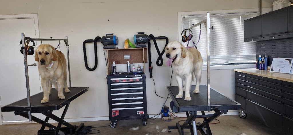 Purrfect Grooming | 20 Maculata St, Kambalda West WA 6442, Australia | Phone: 0427 153 771