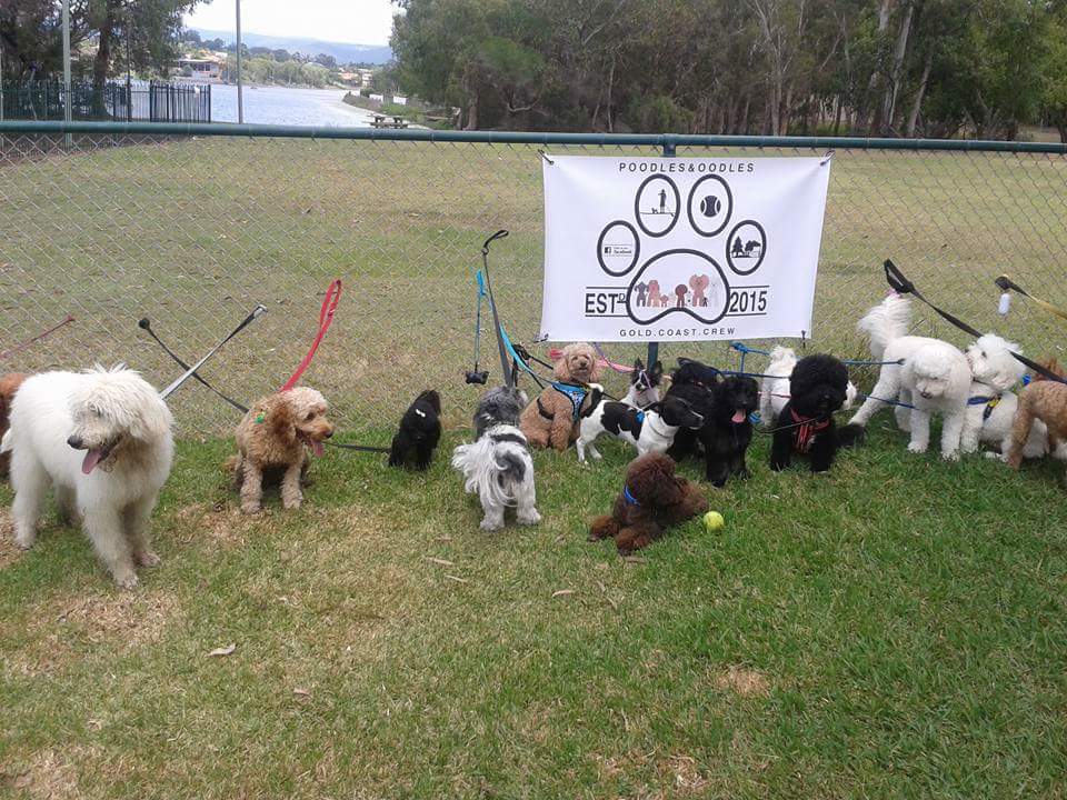 Robina Common Fenced Agility Dog Park | park | 38 Brighton Cres, Robina QLD 4226, Australia