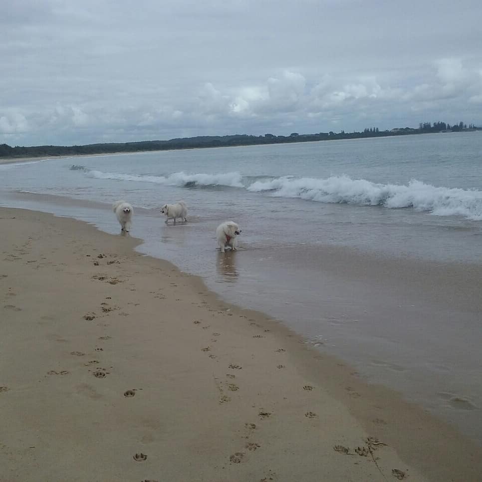 Off Leash Dog Beach | LOT 295 Hutcheson St, Hat Head NSW 2440, Australia