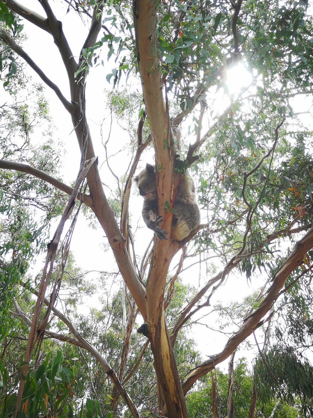 Koala Reserve | park | 1810 Phillip Island Rd, Phillip Island VIC 3923, Australia | 0359512800 OR +61 3 5951 2800