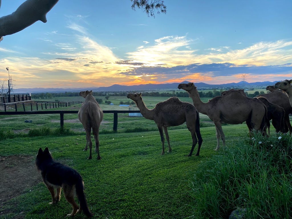 Hunter Valley Camels | tourist attraction | 1618 Denman Rd, Denman NSW 2333, Australia | 0408677741 OR +61 408 677 741