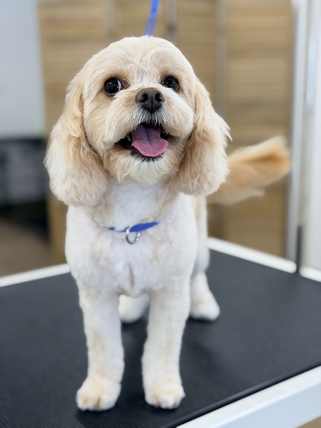 Fetch & Co Dog Grooming Salon | 10 Sara St, Toronto NSW 2283, Australia | Phone: 0419 598 509