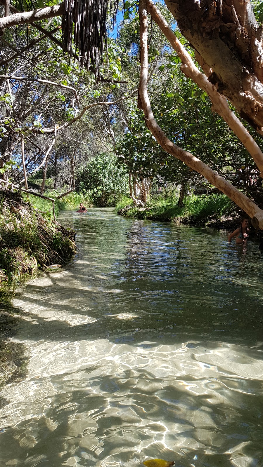 Eli Creek | Seventy-Five Mile Beach, 75 Mile Beach Road, Fraser Island QLD 4581, Australia | Phone: (07) 4191 2600