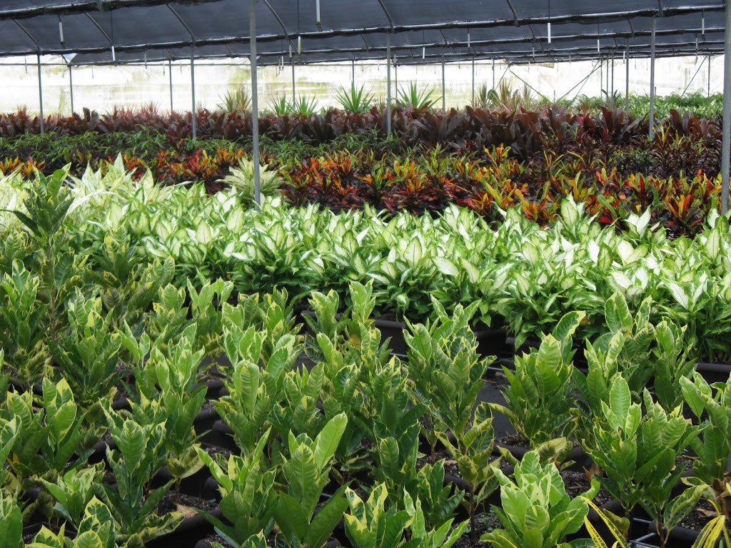 Hervey Bay Nurseries | 101-135 Toogoom Rd, Toogoom QLD 4655, Australia | Phone: (07) 4128 0624