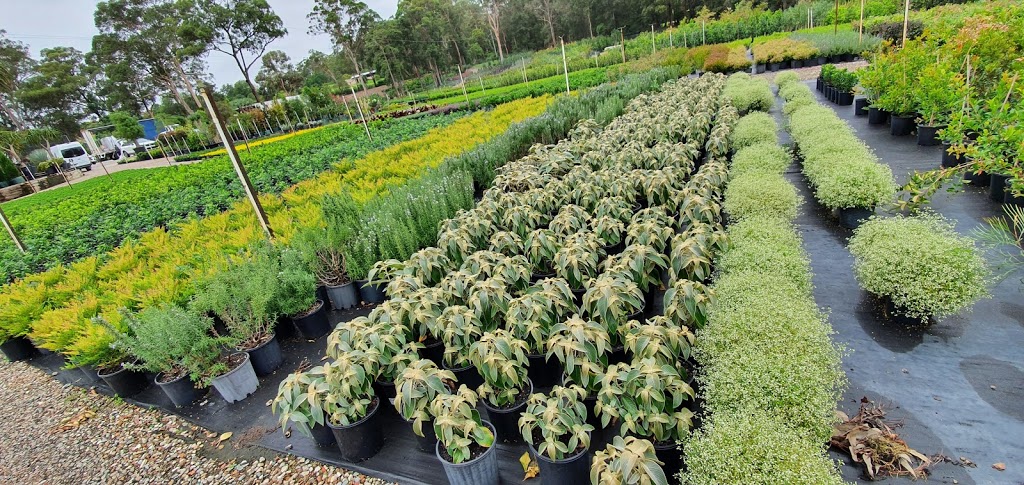 Exotic Nurseries & Landscaping | 676 Old Northern Rd, Dural NSW 2158, Australia | Phone: (02) 9651 2299