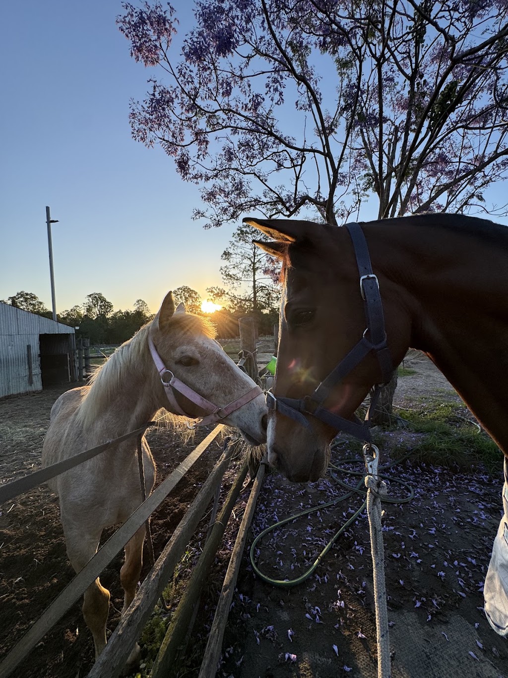 Relaxation & Wellness Horse Riding Retreat | 59 Ardwick Ct, Stanmore QLD 4514, Australia | Phone: 0402 824 149