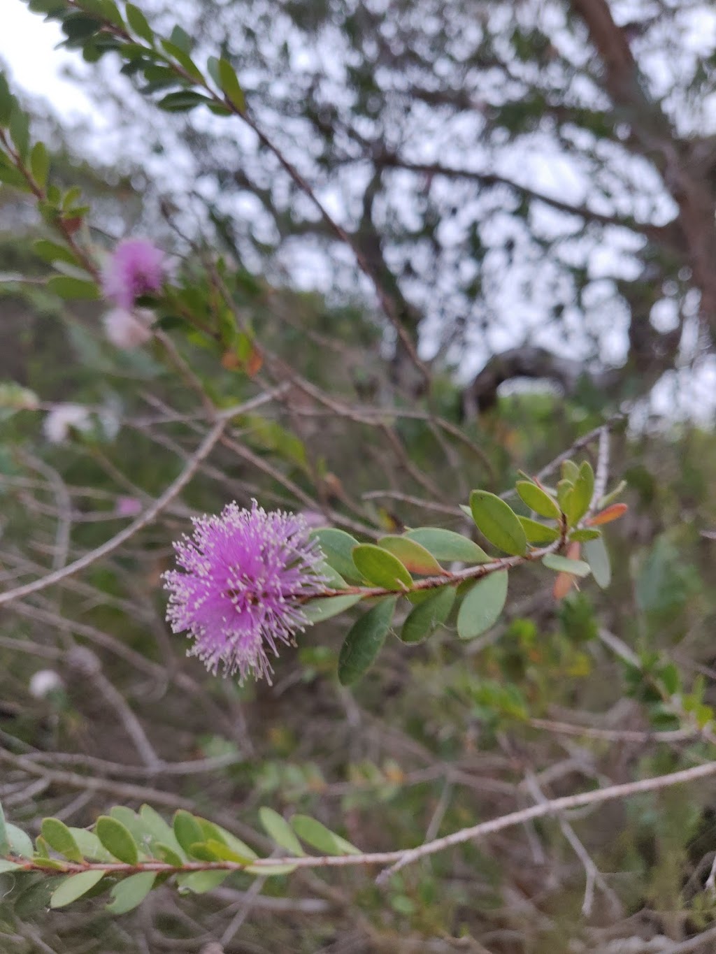 Yangebup Flora and Fauna Reserve | Yangebup WA 6164, Australia