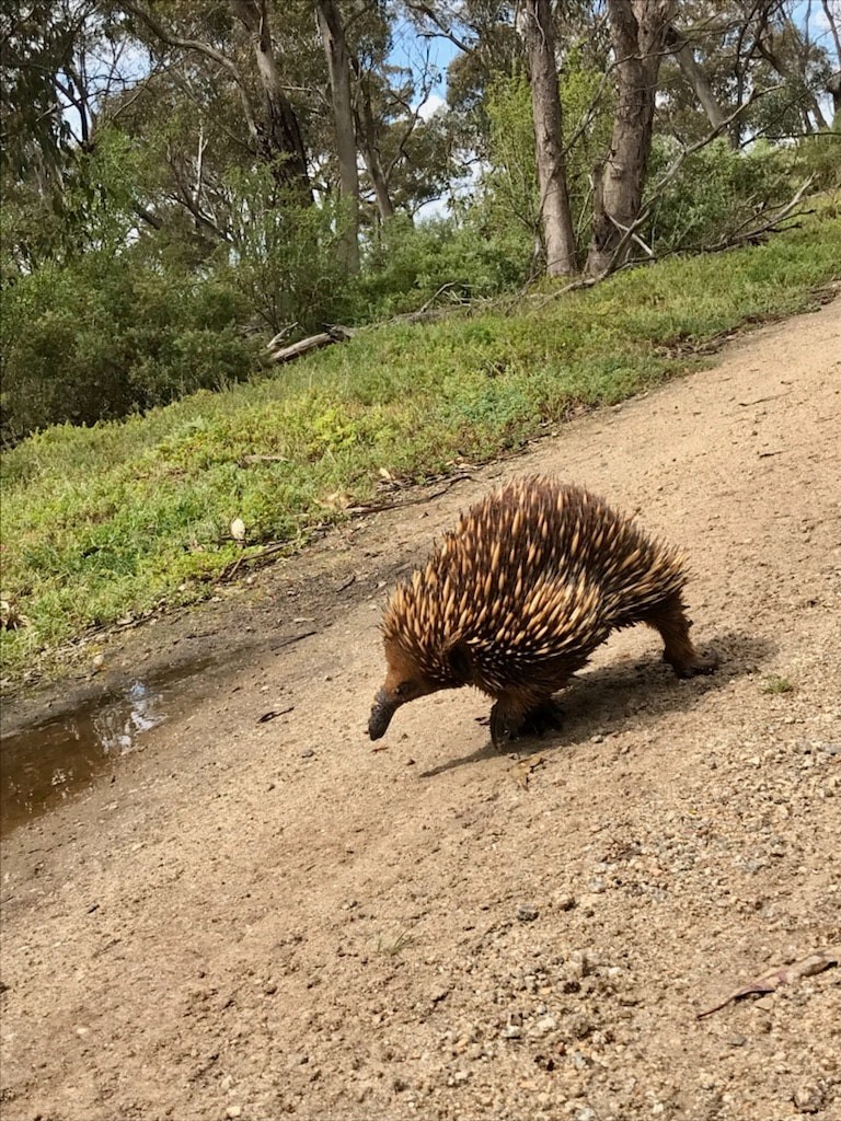 Compassionate Animal Rescue & Exclusion |  | Melton VIC 3337, Australia | 0490913707 OR +61 490 913 707