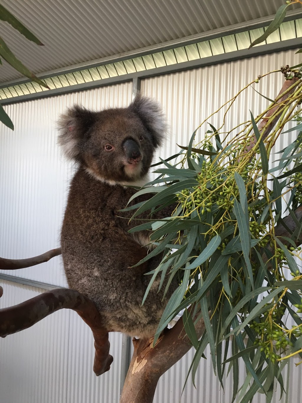 Adelaide Koala & Wildlife Hospital | 282 Anzac Hwy, Plympton SA 5038, Australia | Phone: (08) 8297 2455