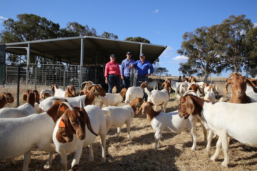 Strathbogie Goat | food | 120 Rosella Dr, Mangalore VIC 3663, Australia | 0414418766 OR +61 414 418 766