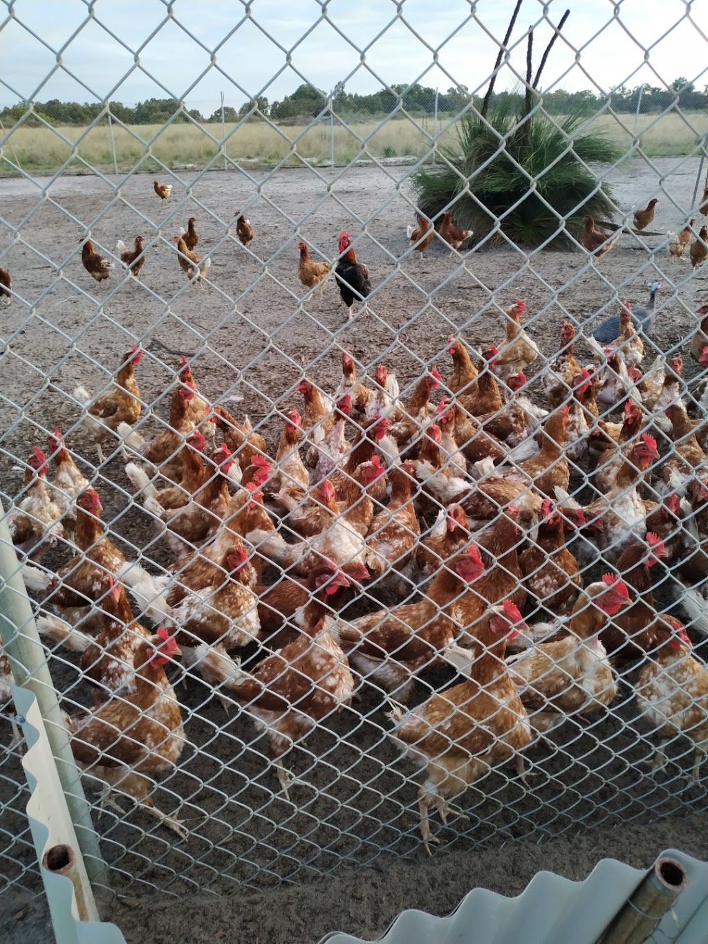 Chook eggs | 615 Gingin Brook Rd, Muckenburra WA 6503, Australia | Phone: 0409 008 872