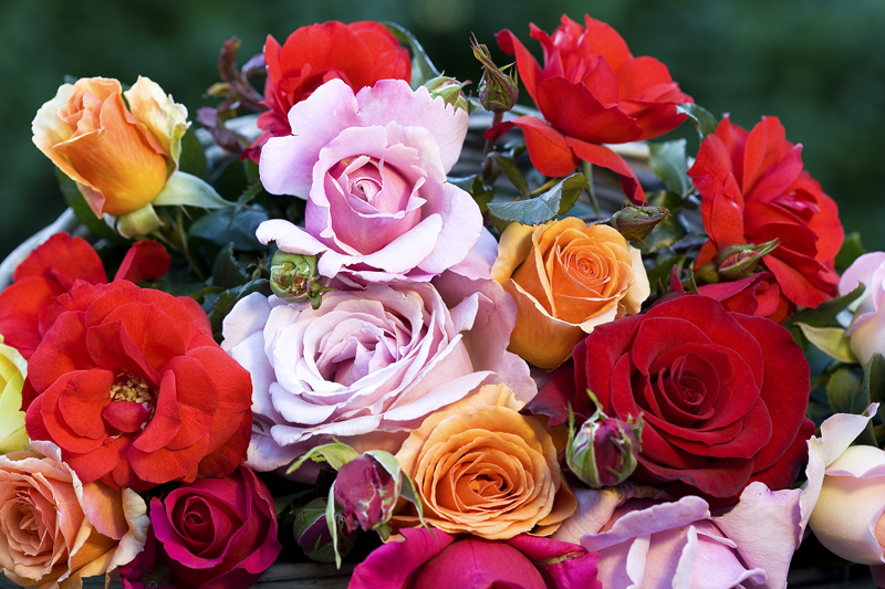 Wagners Rose Nursery | 20 Koorine Rd, Kalangadoo SA 5278, Australia | Phone: (08) 8739 3321