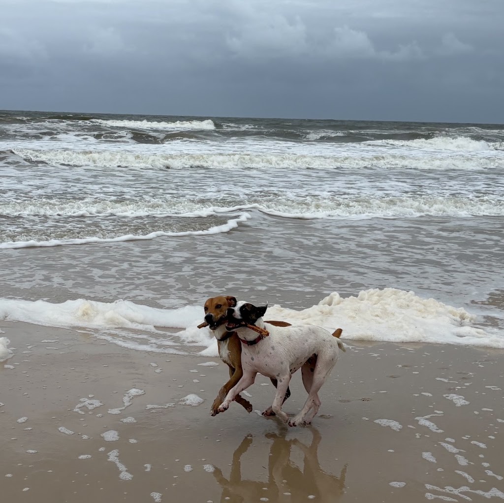 Paw-some Dog Care | Warrego Pl, Terranora NSW 2486, Australia | Phone: 0493 175 455