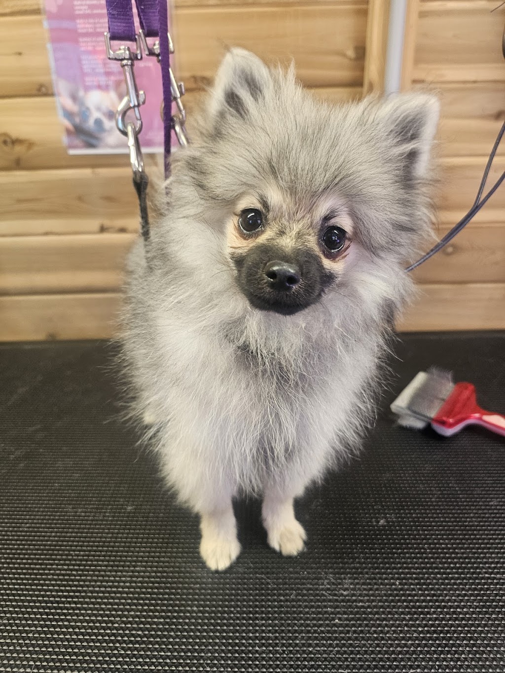 Fur King Groomer | Unit 1/90 Mount Hall Rd, Raymond Terrace NSW 2324, Australia | Phone: 0422 296 663