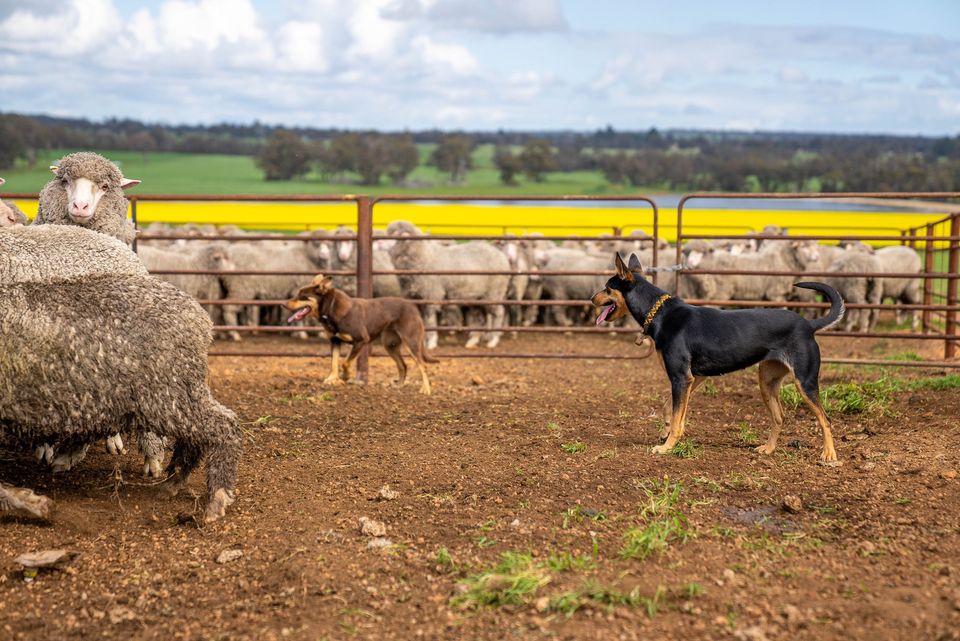 Macdonald Rural CRT | 2L Richardson Rd, Dubbo NSW 2830, Australia | Phone: (02) 6884 1004