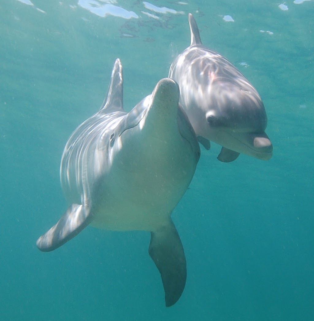 Dolphin Discovery Centre | tourist attraction | Anchorage Cove, off Koombana Dr, Bunbury WA 6230, Australia | 0897913088 OR +61 8 9791 3088