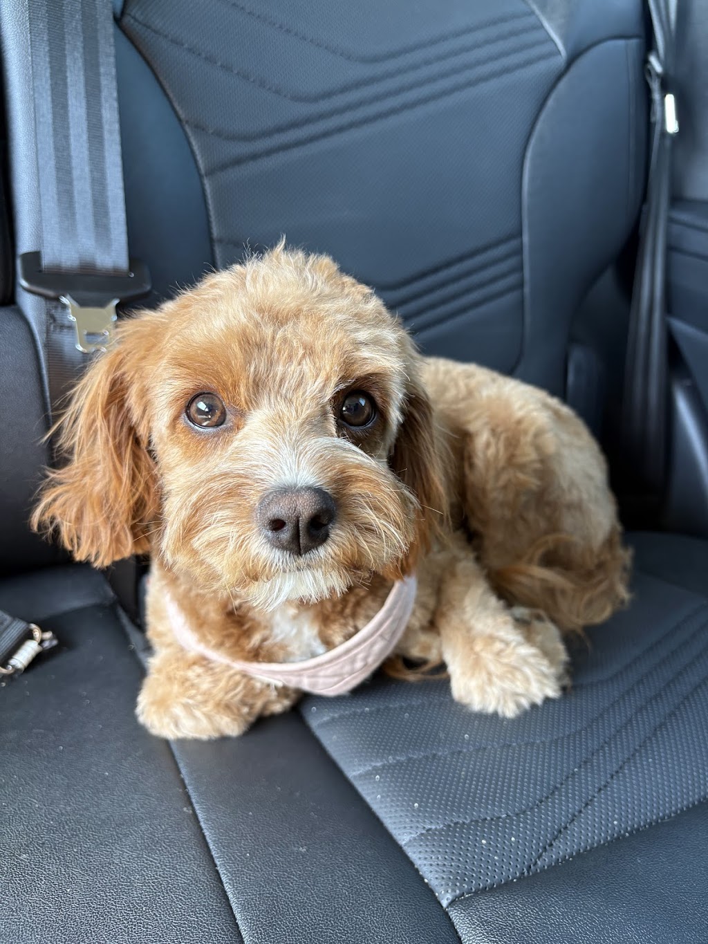Cuddle a Cavoodle | Northern Rivers, Kyogle NSW 2474, Australia | Phone: 0450 208 420