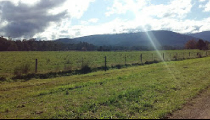 Sunrise dog walks | Warburton Rail Trail, Woori Yallock VIC 3139, Australia | Phone: (03) 5964 6757