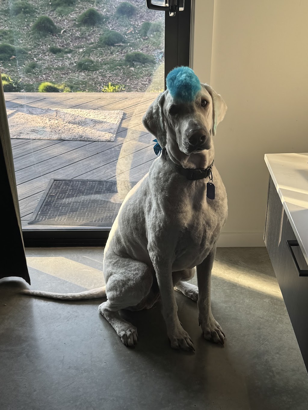 Pawsome pooches grooming service | 123 Pacific St, Corindi Beach NSW 2456, Australia | Phone: 0428 938 459