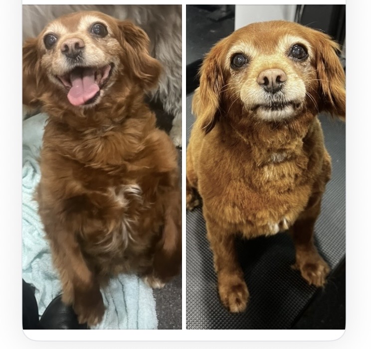 Barkbus | Watery Gully Rd, Kangaroo Ground VIC 3097, Australia | Phone: 0424 212 988