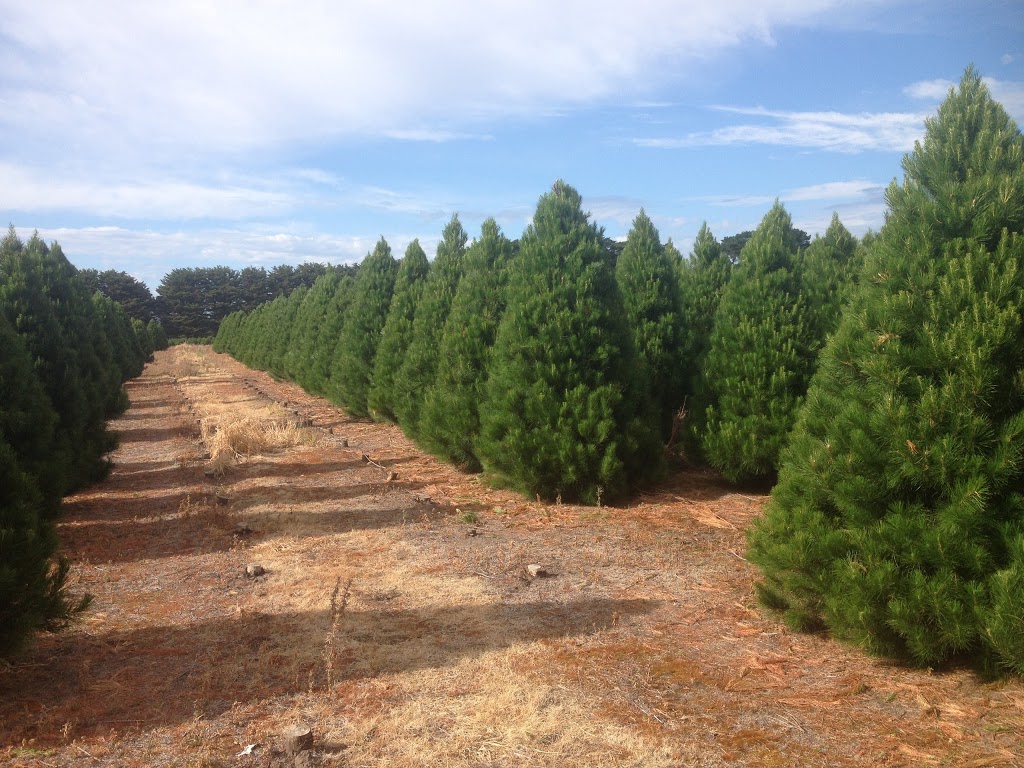 Colac Christmas Tree Farm |  | 5855 Princes Hwy, Irrewarra VIC 3249, Australia | 0499900885 OR +61 499 900 885
