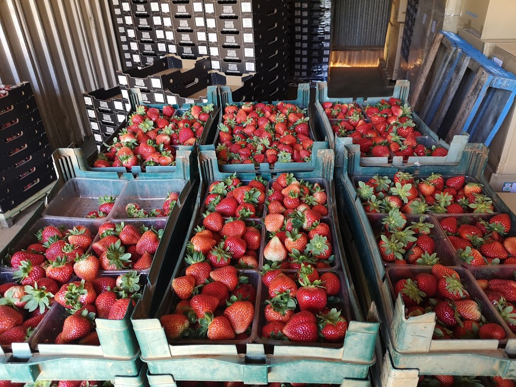 Kookaberry Strawberry Farm | 25 Lewis Rd, Wandin VIC 3139, Australia | Phone: 0415 768 222