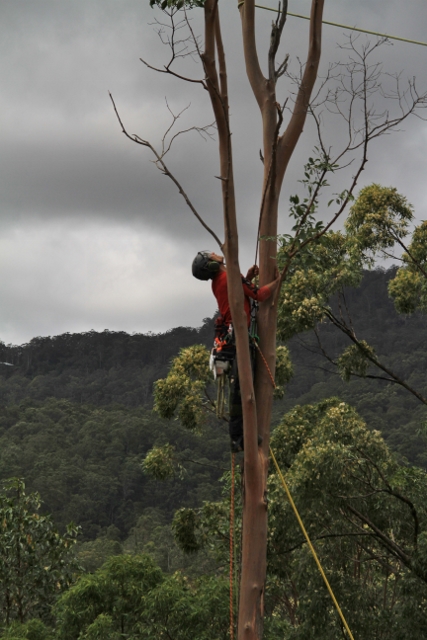 DAnoia Tree Services and Landcare | Acacia Ct, Beechmont QLD 4211, Australia | Phone: 0419 932 711