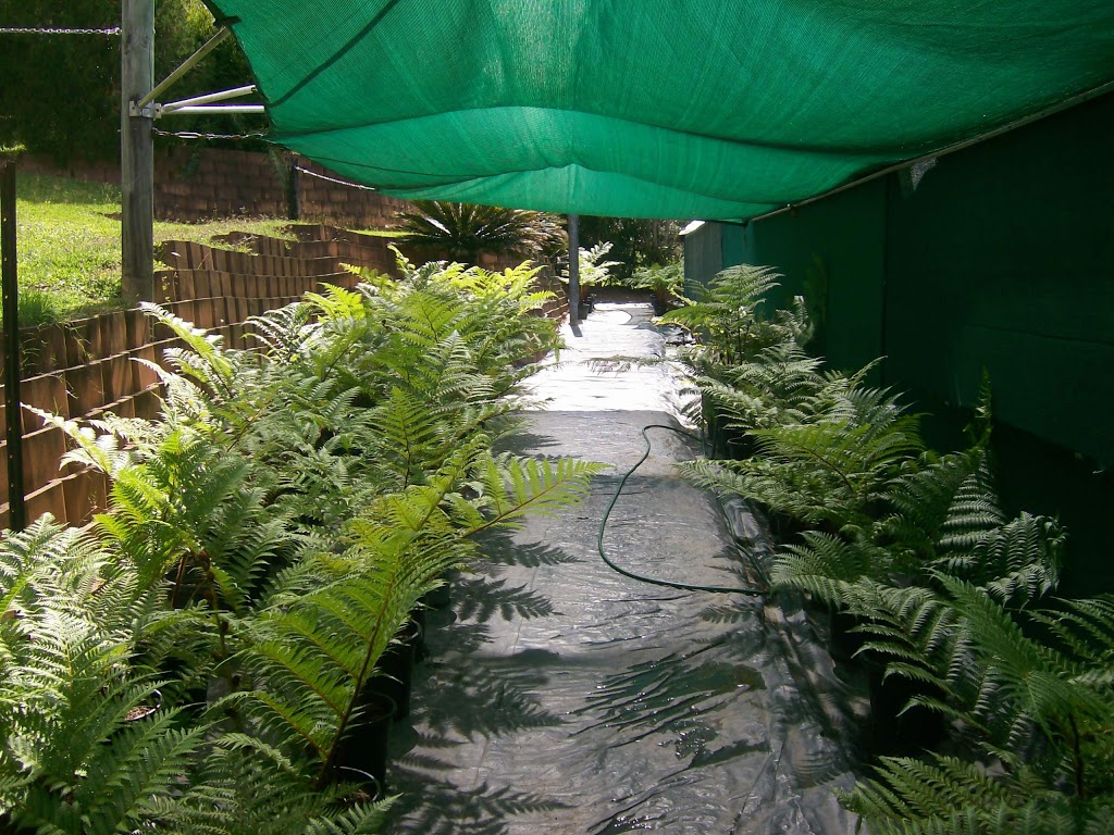 Fees Fernhouse - Tree Ferns, Hanging Ferns & Allies | 89-91 Dempsey St, Gordonvale QLD 4865, Australia | Phone: 0438 561 878