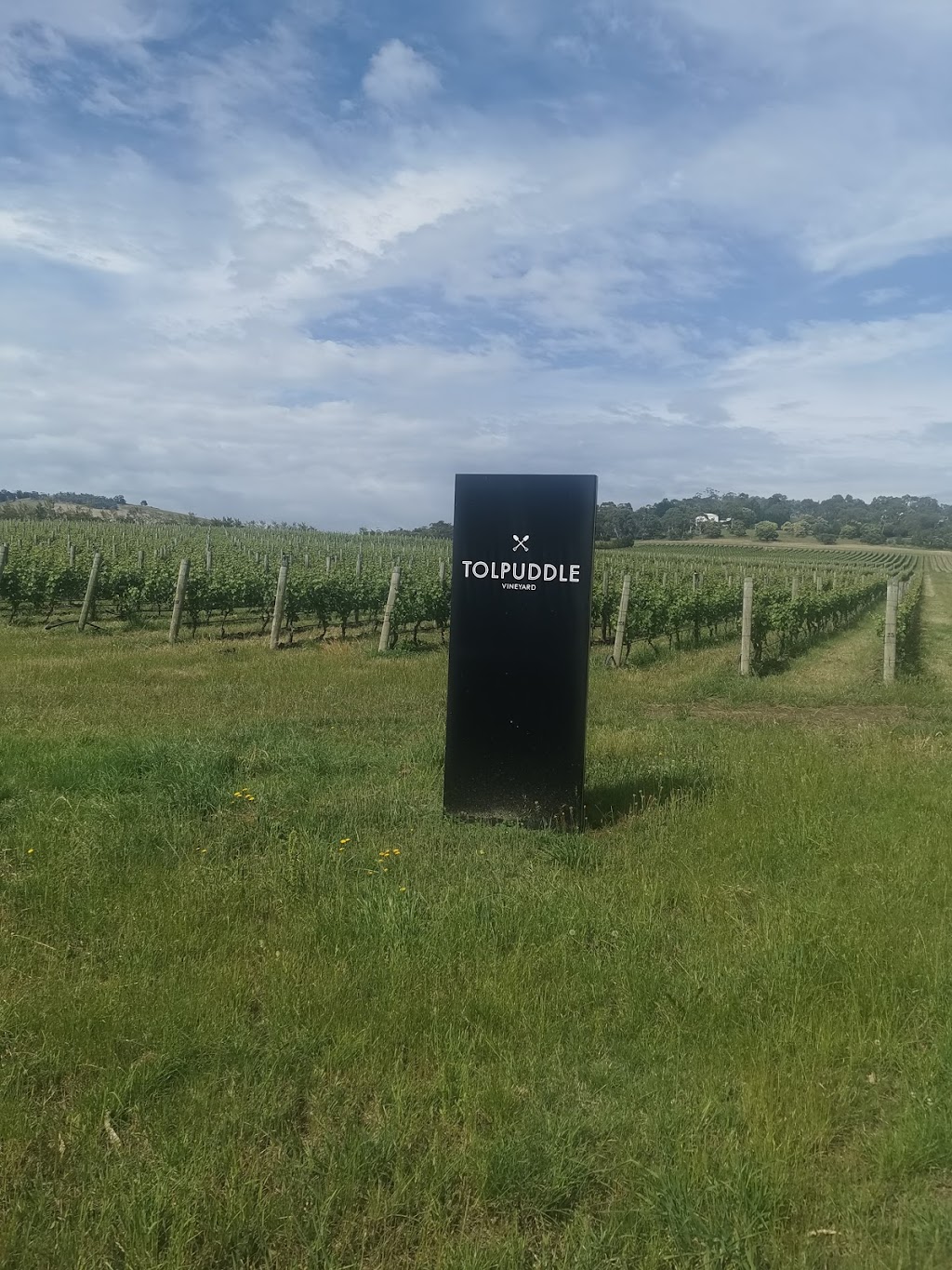 Tolpuddle Vineyard | 37 Back Tea Tree Rd, Richmond TAS 7025, Australia | Phone: (08) 8155 6003