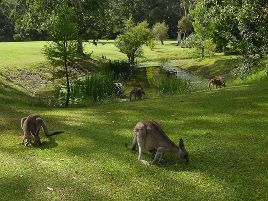 The Old Brush | 187 Leiberts Lane, Brunkerville NSW 2323, Australia | Phone: (02) 4938 0288