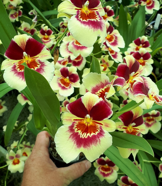 Orchids R Us | florist | 644 Main Western Rd, Tamborine Mountain QLD 4272, Australia | 0755451613 OR +61 7 5545 1613