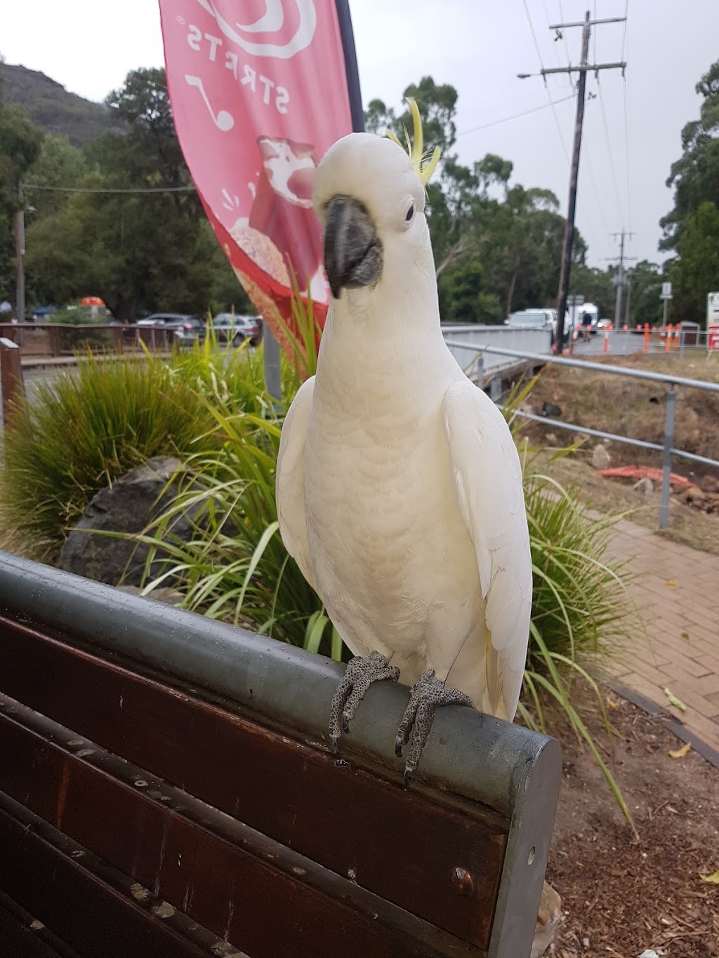 Halls Gap Licensed General Store | store | 103 Grampians Rd, Halls Gap VIC 3381, Australia