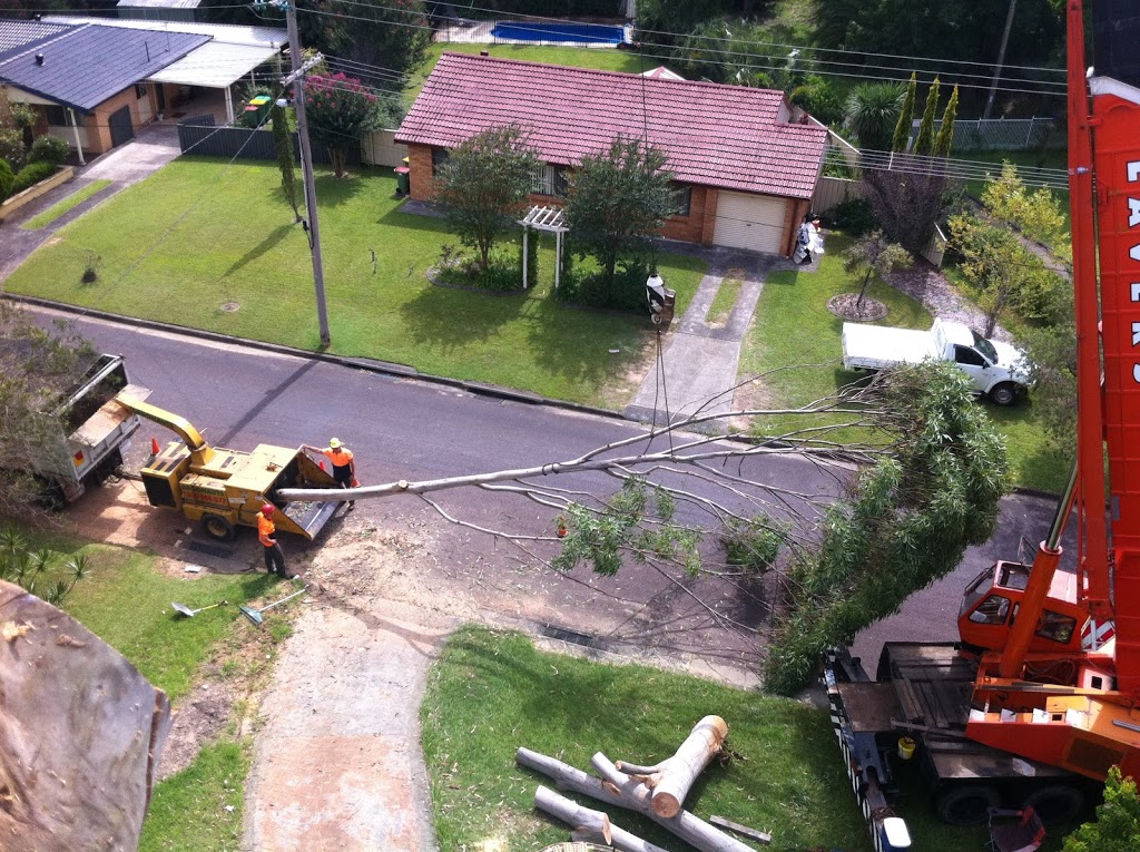 Argonauts Tree Service | Lake Rd, Tuggerah NSW 2259, Australia | Phone: (02) 4355 4555