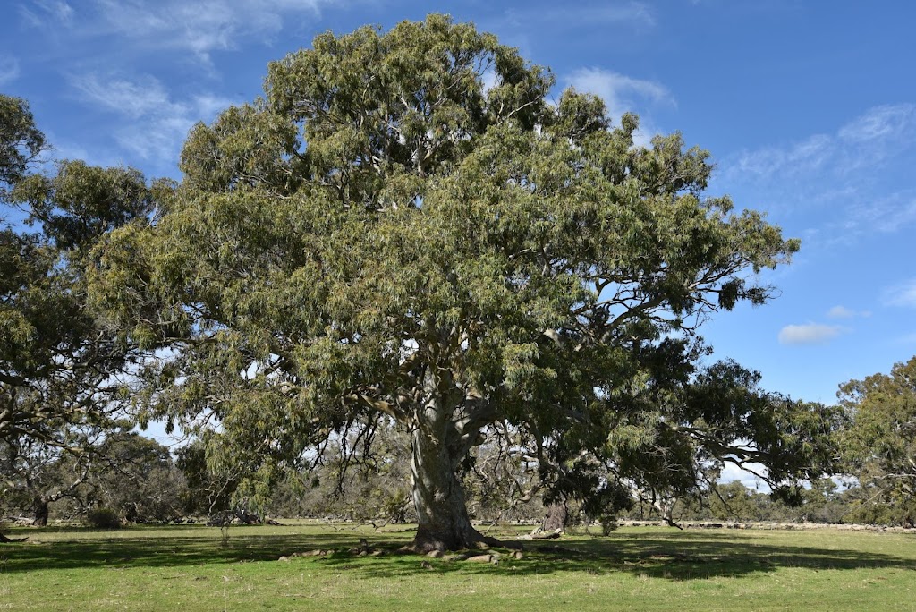 Deadwood Farm | Box 311 Robe 5276, Baxters Hill Rd, Mount Benson SA 5276, Australia | Phone: 0427 682 778