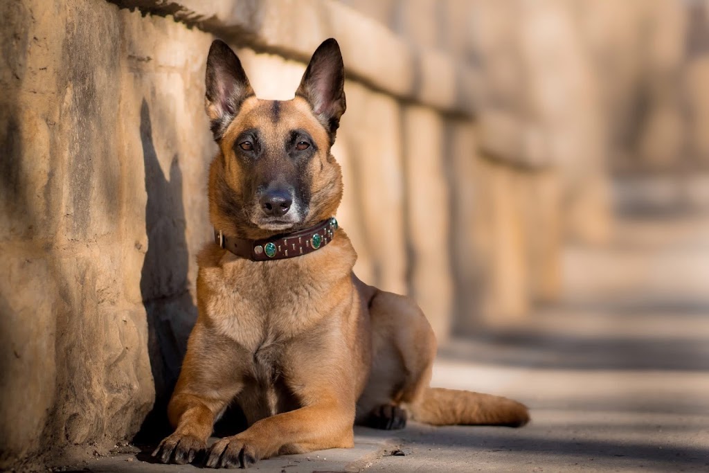 K9 Potential | 699 Cedar Creek Rd, Cedar Creek QLD 4520, Australia | Phone: 0401 935 750