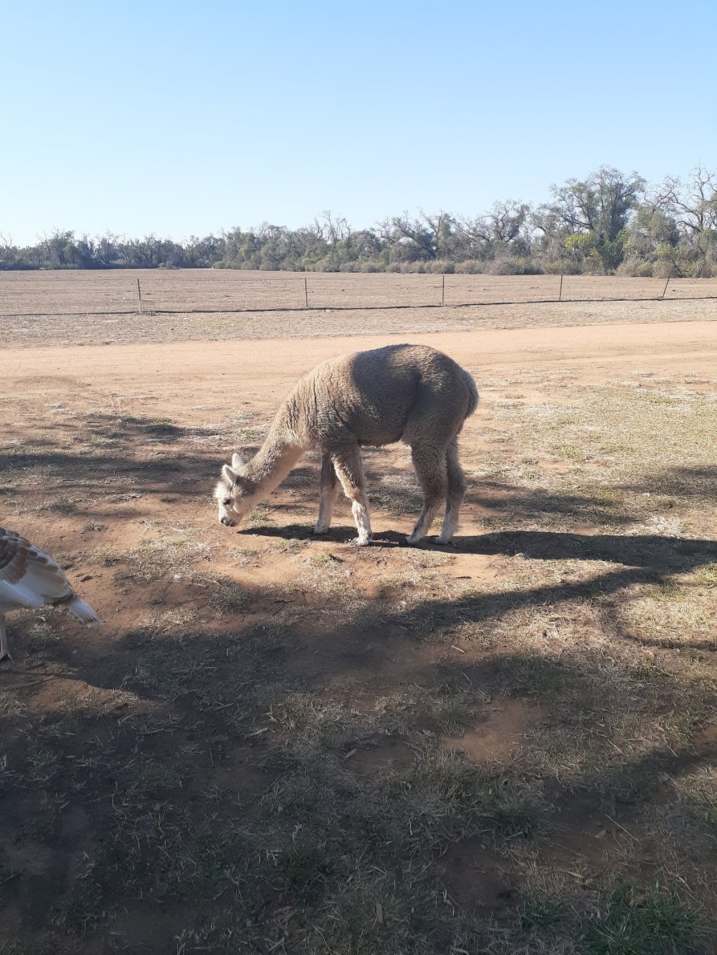 Narromine Rockwall Tourist Park | 69 Mitchell Hwy, Narromine NSW 2821, Australia | Phone: 0437 656 594