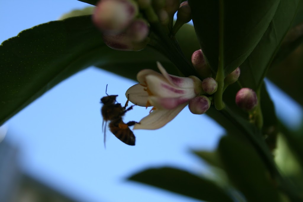 Tamworth Beekeeping Supplies | 397 Armidale Rd, Tamworth NSW 2340, Australia | Phone: 0427 617 794