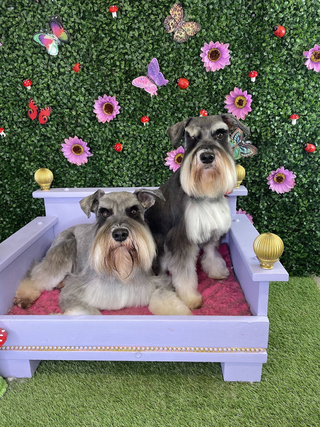 Grooming with Elyse | 235 Cabbage Tree Rd, Williamtown NSW 2318, Australia | Phone: 0493 139 786