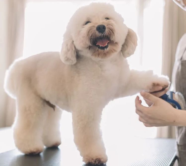 The Furbaby Salon | 150 W Coast Terrace, Trigg WA 6029, Australia | Phone: 0483 047 657