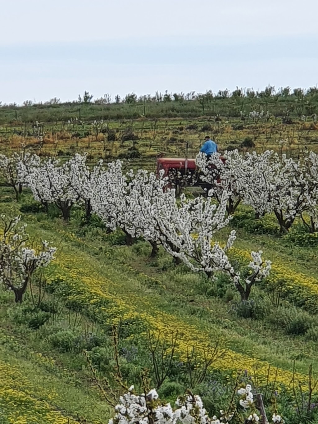 Stony Creek Orchards | 633 Spring Creek Rd, Young NSW 2594, Australia | Phone: 0438 987 933